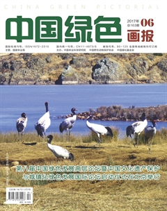 《中国绿色画报》